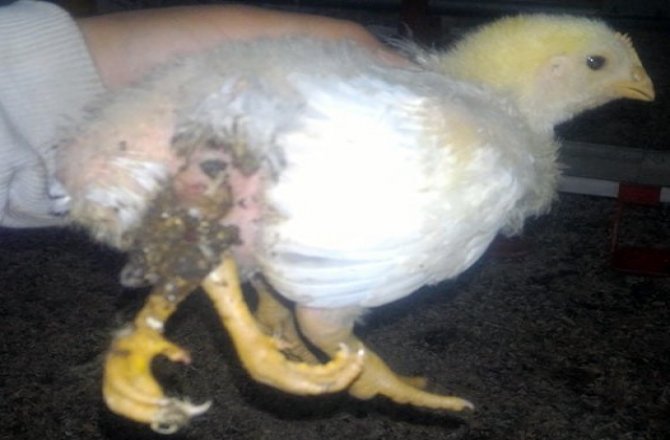 4 BACAKLI CİVCİV GÖRENLERİ ŞAŞIRTTI