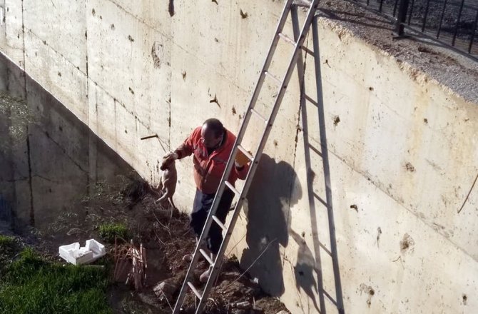 ÇAYA DÜŞEN KÖPEKLER BÖYLE KURTARILDI