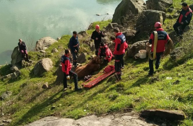 YARALI İNEK SEDYEYLE TAŞINDI
