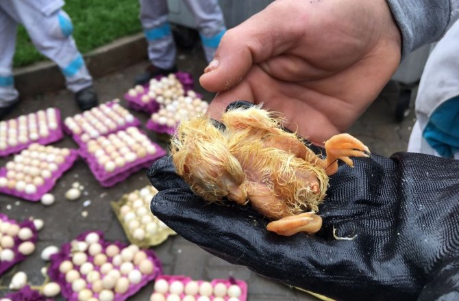 ÇÖPE ATILAN YUMURTALARDAN CİVCİV ÇIKTI