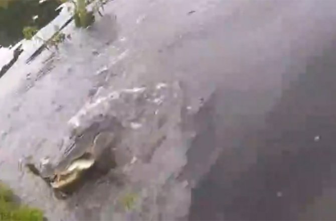 TUTTUĞU BALIĞI TİMSAHA KAPTIRDI