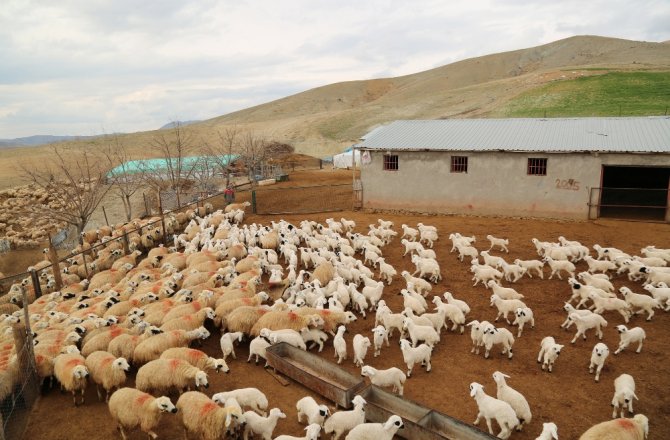 KOYUN VE KUZULARIN RENKLİ BULUŞMASI