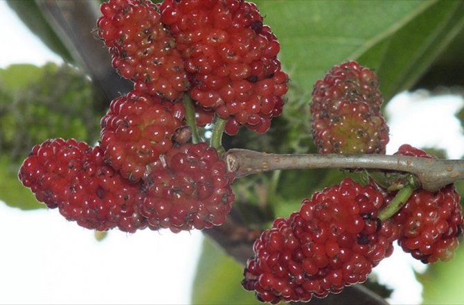 DUT AĞAÇLARI ŞUBAT AYINDA MEYVE VERDİ