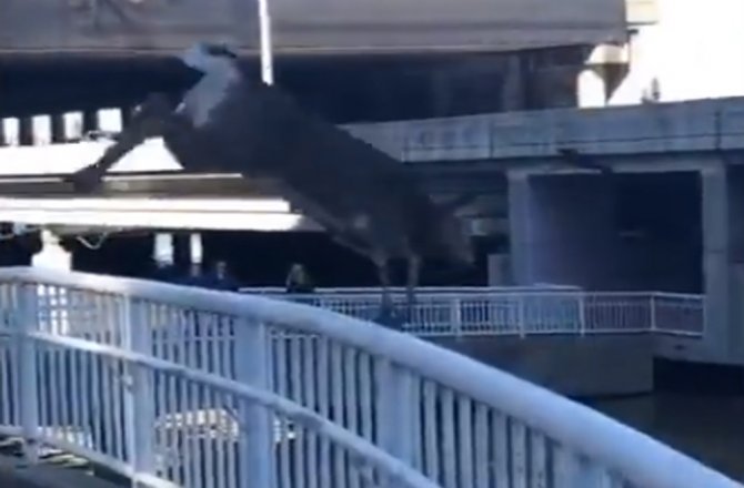 YANLIŞLIKLA ŞEHİR MERKEZİNE İNEN GEYİK BAKIN NE YAPTI !