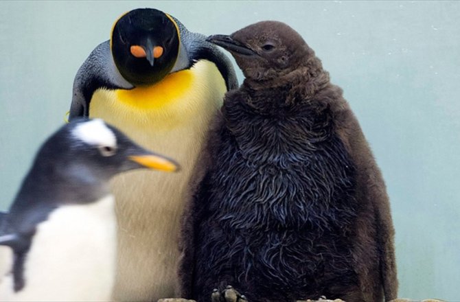 KÜRESEL ISINMA KRAL PENGUENLERİ DE TEHDİT EDİYOR