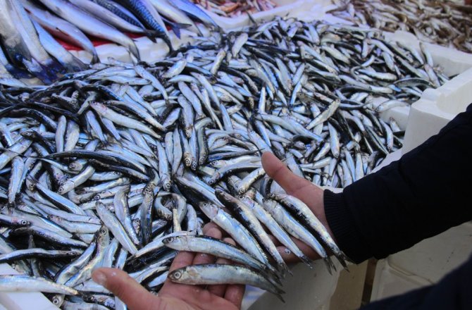 YOLU GÖZLENEN HAMSİ BOY UZATIP GERİ DÖNDÜ