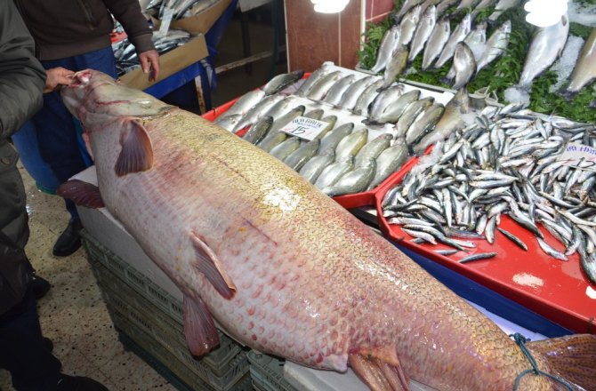 DEV KURŞUN BALIĞI GÖRENLERİ HAYRETE DÜŞÜRÜYOR