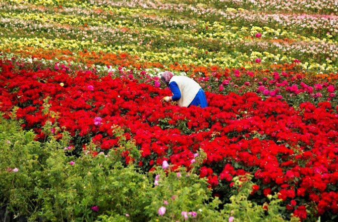 İSTANBUL’U GÜZELLEŞTİREN KADINLAR