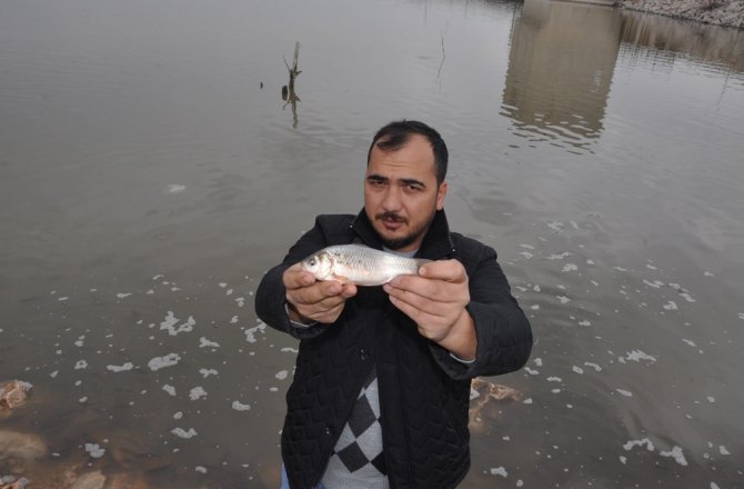 BALIKLAR KARAYA VURDU