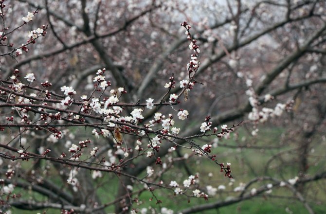 KAYISI AĞAÇLARI ERKEN ÇİÇEK AÇTI, ÜRETİCİ TEDİRGİN