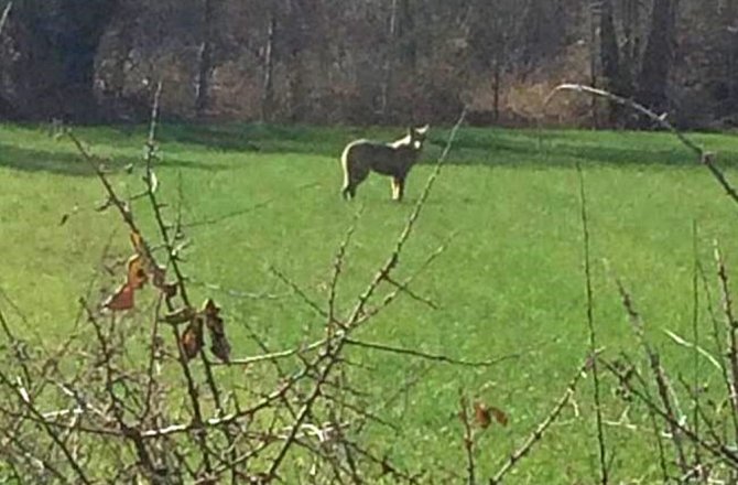 KURTLAR ISPARTA'YA İNDİ