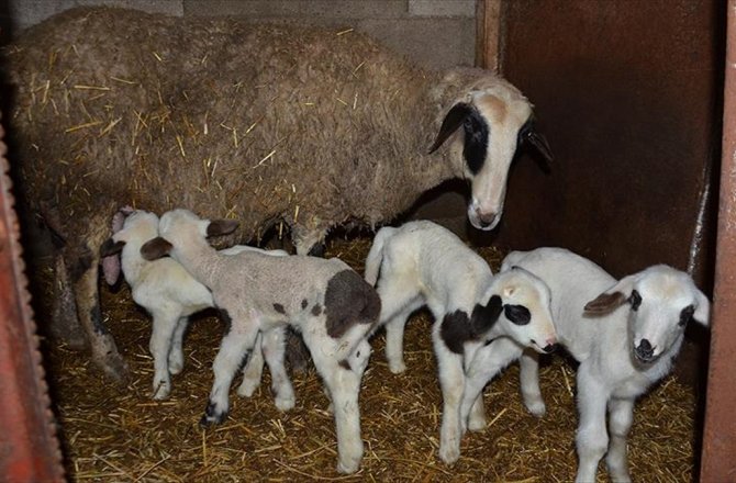 TEKİRDAĞ'DA BİR KOYUN BEŞİZ DOĞURDU