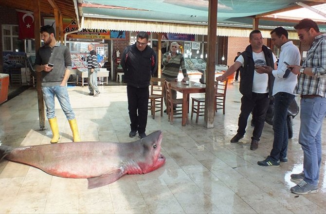 MERSİN'DE 4 METRELİK KÖPEK BALIĞI YAKALANDI