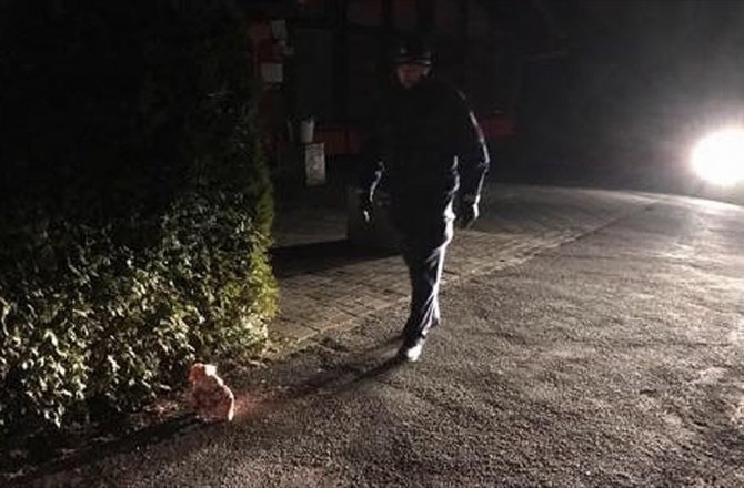 ALMANYA'DA CAMİ ÖNÜNE DOMUZ BAŞI BIRAKILDI