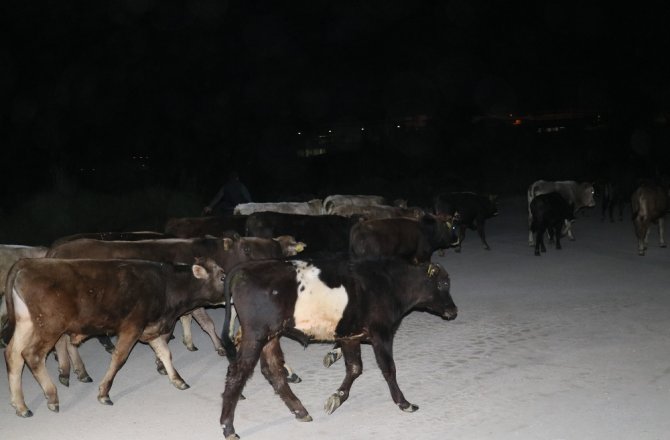 ÇOBAN UYUYAKALDI, İNEKLER ŞEHRE İNDİ
