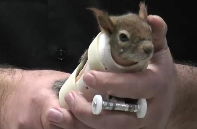 SİNCAP KARAMEL PROTEZ KOLLARINA KAVUŞTU