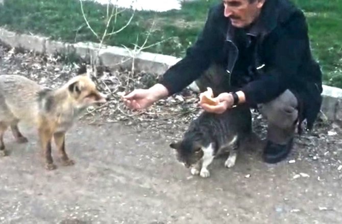KEDİNİN EKMEĞİNE TİLKİ ORTAK OLDU