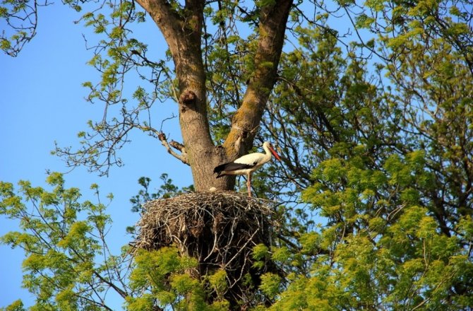 LEYLEKLERİN HAYATI GÜVENCEYE ALINIYOR