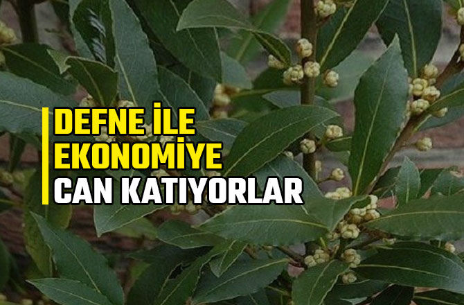 DEFNE İLE EKONOMİYE CAN KATIYORLAR