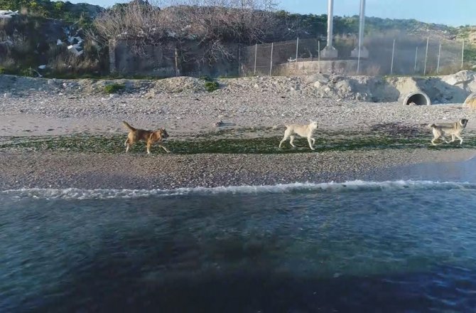 KÖPEKLERİN DRONE İLE İMTİHANI