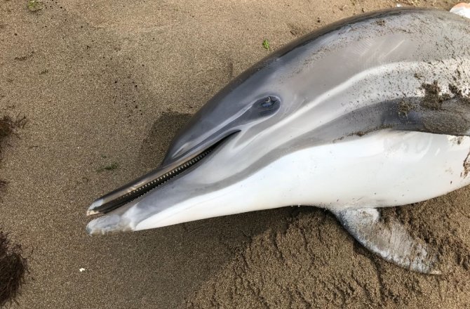 SON 11 GÜNDE İÇLER ACISI GÖRÜNTÜ