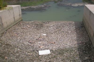 Binlerce balık telef oldu