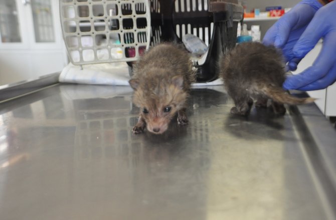YAVRU TİLKİLER BİBERONLA BESLENİYOR