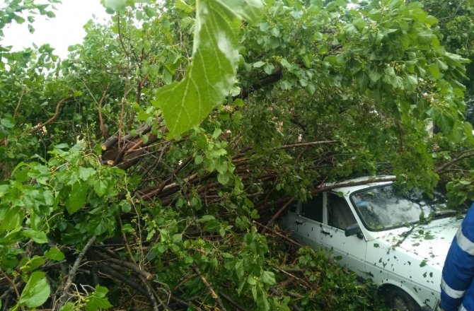 FIRTINA AĞAÇLARI KÖKÜNDEN SÖKTÜ