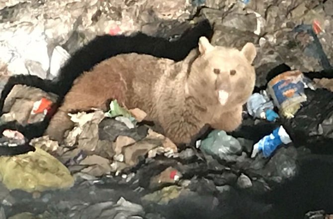 HER ŞEY AYILARI İZLEMEK İÇİN