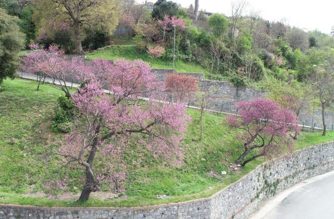 BAHARIN MÜJDECİSİ ERGUVANLAR HAVADAN GÖRÜNTÜLENDİ