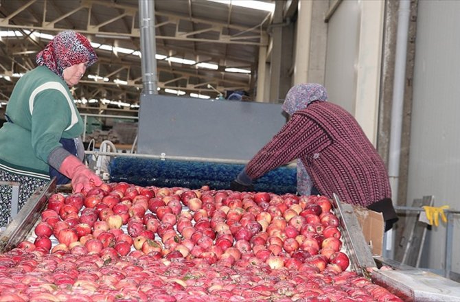 RUSYA'YA İHRACATA ELMA VE NAR KATKISI