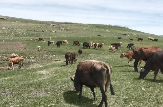 60 BİN LİRAYA ÇOBAN BULAMIYORLAR