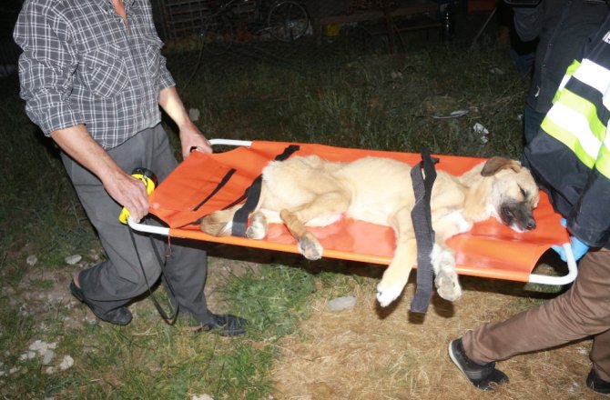 ENKAZ ALTINDA KALAN KÖPEK 16 SAAT SONRA ÇIKARILDI