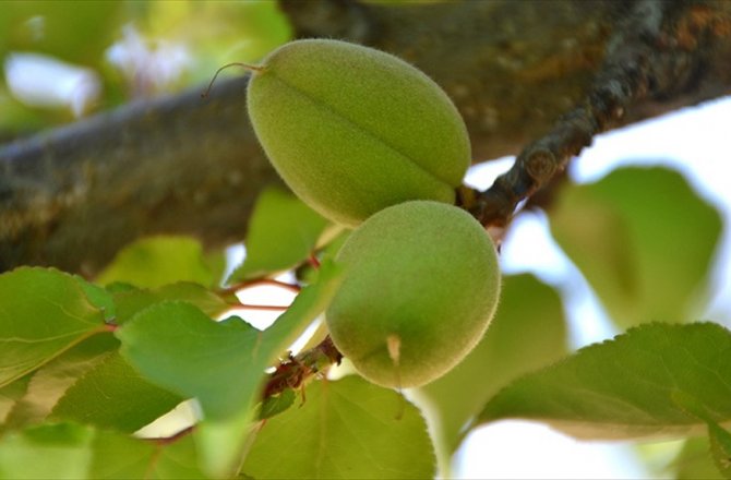 KAYISIDA YÜKSEK KALİTE BEKLENİYOR