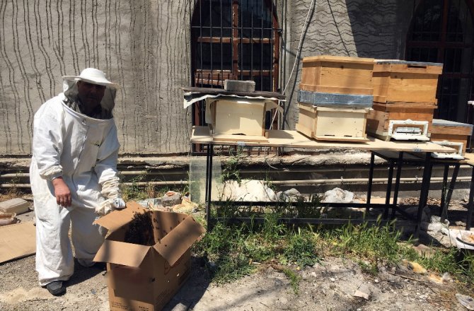 KADIKÖY’Ü ARILAR BASTI