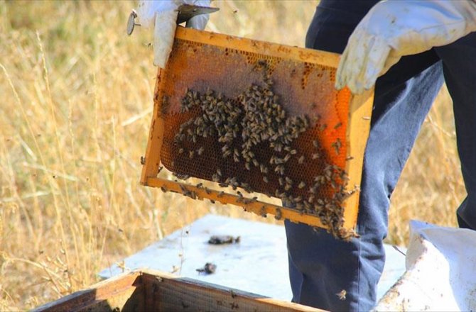 YAYLA YASAĞININ KALKMASI ARICILARI SEVİNDİRDİ