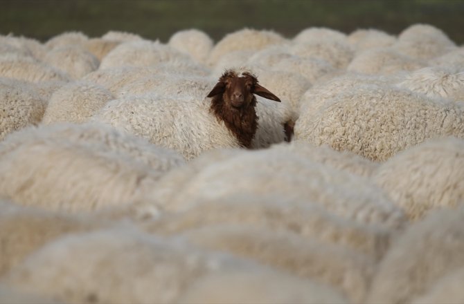 300 KOYUN PROJESİ ŞIRNAK'TA BAŞLIYOR