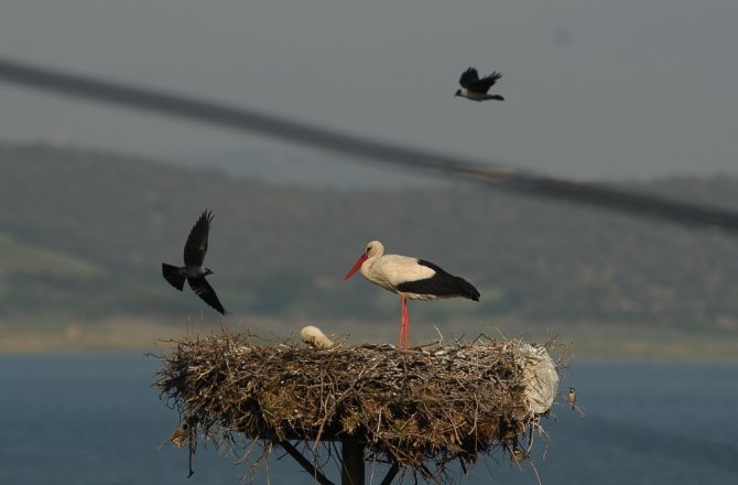 LEYLEKLER ÇOCUKLARA EMANET