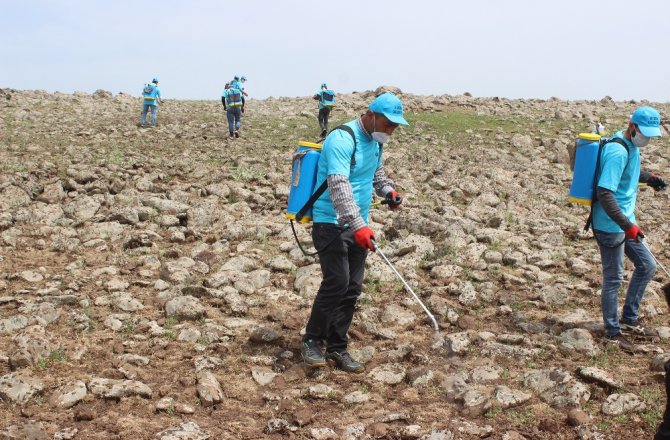 KÖYÜ İSTİLA EDEN ÇEKİRGELERLE MÜCADELE BAŞLADI
