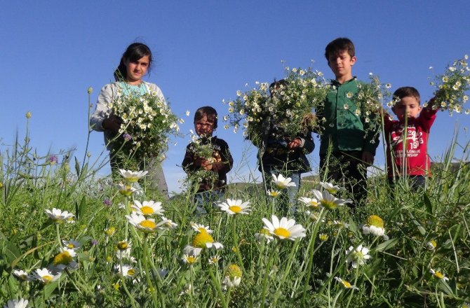 VATANDAŞLAR ŞİFA İÇİN PAPATYA TOPLUYOR