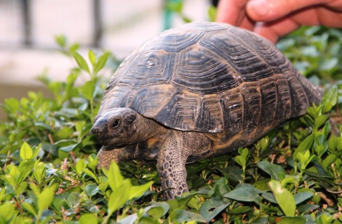 ÇÖPTE BULUNDU, HAYATA DÖNDÜRÜLDÜ