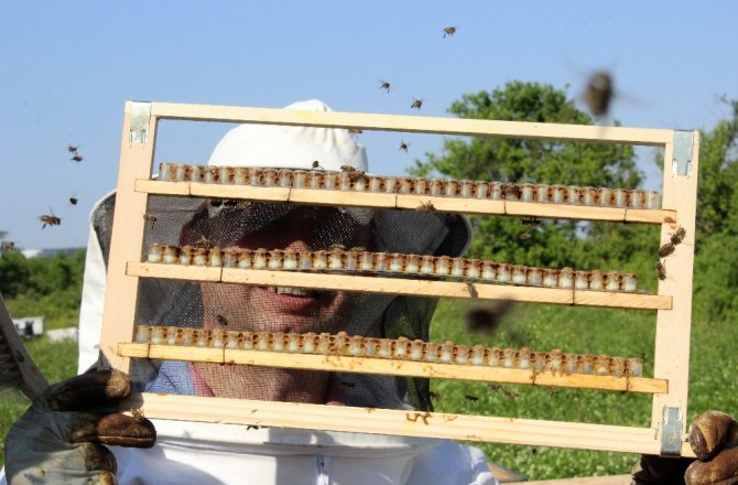 KİLOSU 4 BİN LİRA: HASADI BAŞLADI