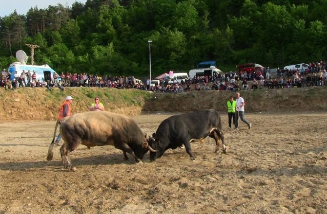 BAHARIN GELİŞİ ŞEREFİNE BOĞA GÜREŞİ