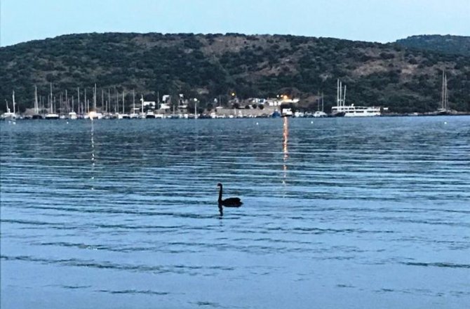 SİYAH KUĞU BODRUM’U AYAĞA KALDIRDI