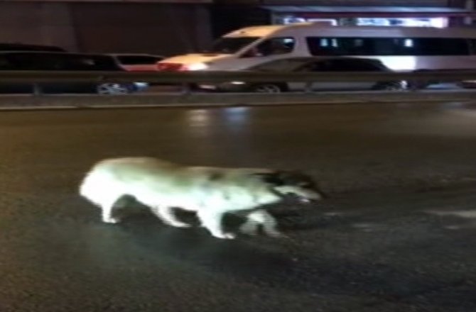 KÖPEKTEN KIRMIZI IŞIK DERSİ