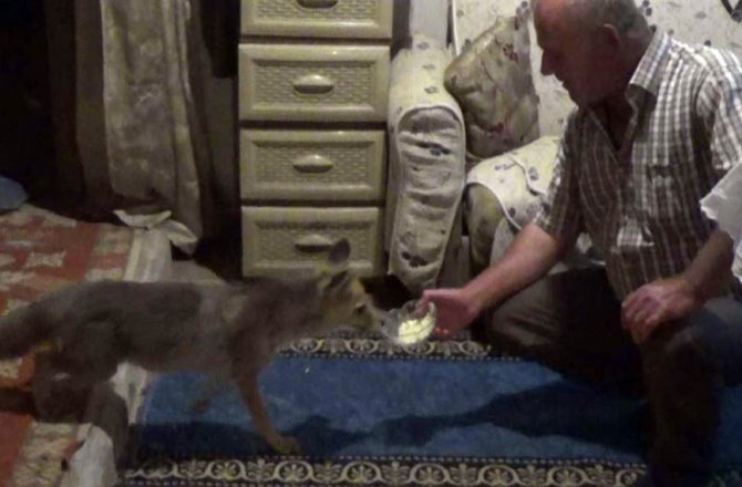 TİLKİ ’KANKA’ EVİN BİREYİ HALİNE GELDİ