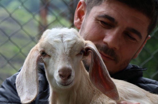 20 GÜNLÜK KEÇİYE EVLADI GİBİ BAKIYOR