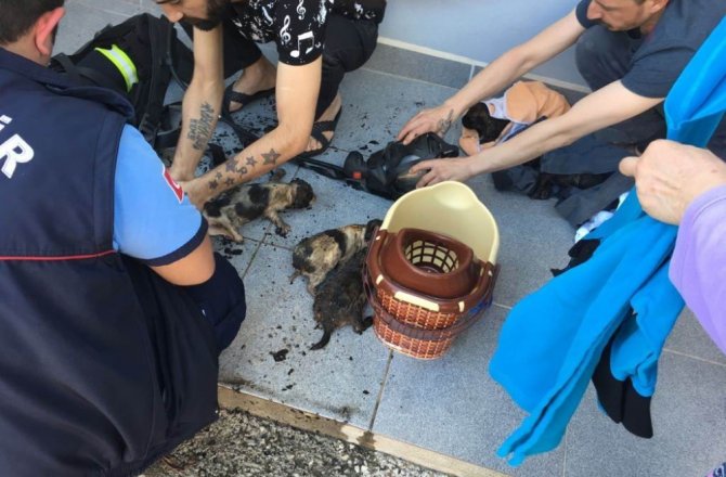 YAVRU KÖPEKLERİ YANMAKTAN İTFAİYE EKİPLERİ KURTARDI