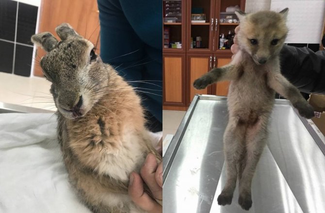 YARALI YAVRU KURT VE TAVŞAN TEDAVİ ALTINA ALINDI