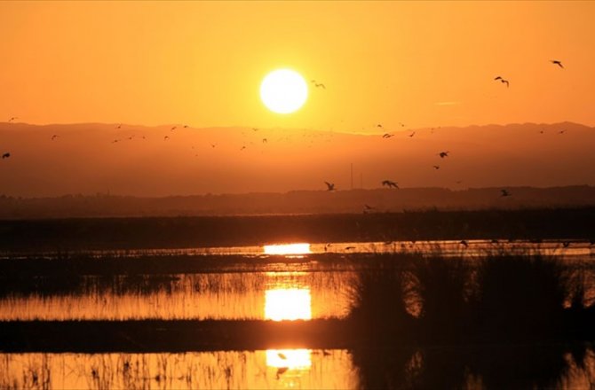 KIZILIRMAK DELTASI KUŞ GÖZLEMCİLERİNİ BEKLİYOR